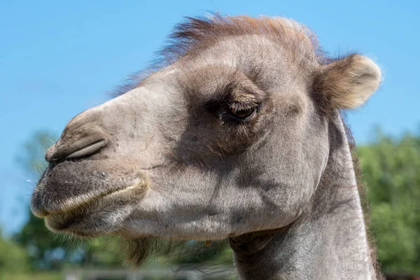 Schöne Nahaufnahme Porträt Des Kopfes Eines Kamels Vor Einem Klaren — Stockfoto