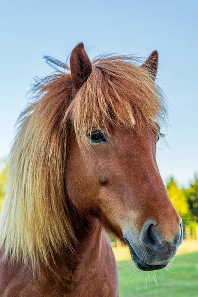 Retrato Cabeça Livre Belo Castanho Colorido Cavalo Islandês Com Fundo — Fotografia de Stock
