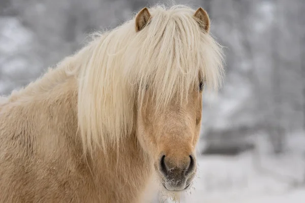 Retrato Cavalo Islandês Cor Palomino Com Longa Crina Branca Amarela — Fotografia de Stock