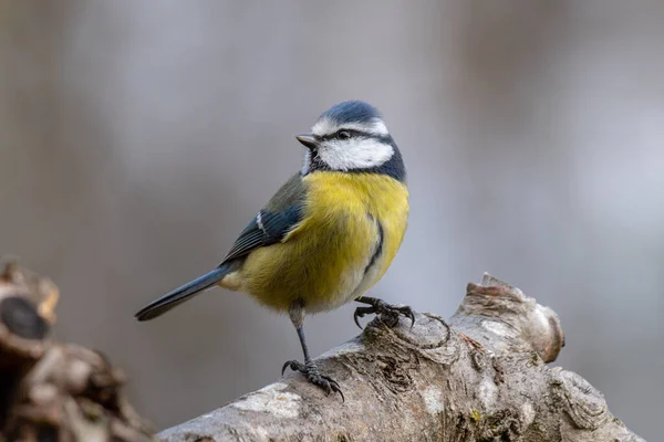 Beautiful Portrait Small Blue Tit Looking Kind Cocky — стоковое фото