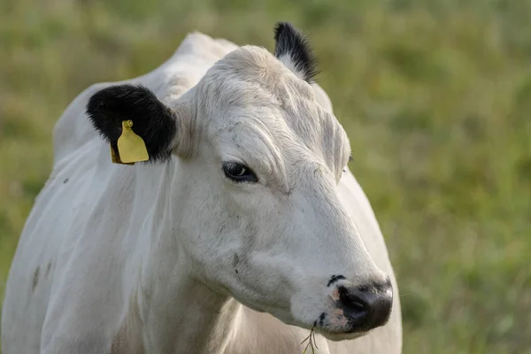 Portrait Rapproché Une Vache Blanche Aux Oreilles Noires Nez Ensoleillé — Photo