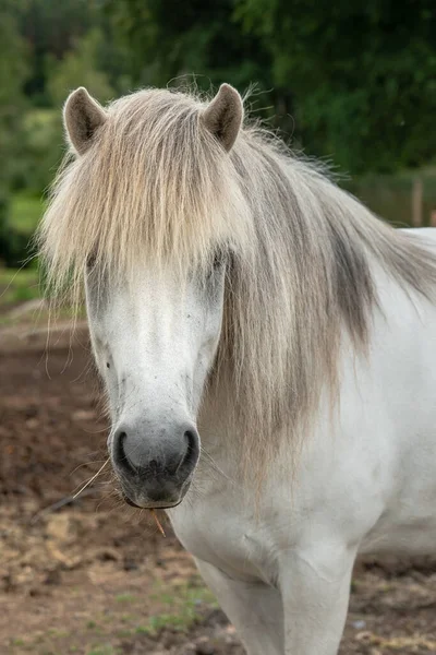 Retrato Cabeça Close Cavalo Islandês Branco Com Crina Cinza Longa — Fotografia de Stock