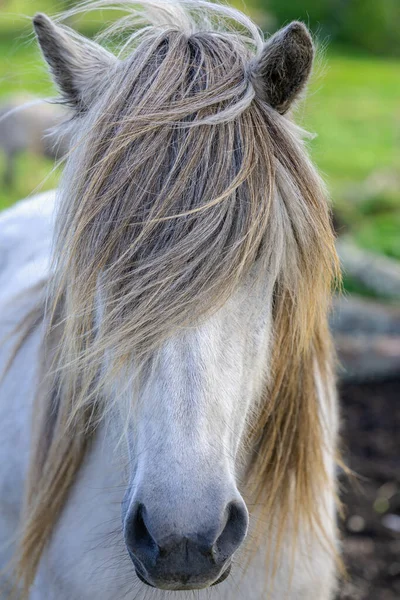 Close Retrato Cavalo Branco Islandês Garanhão Com Vento Soprando Sua — Fotografia de Stock