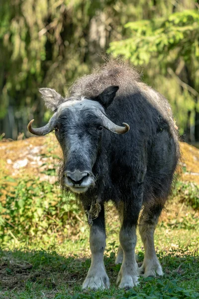 Retrato Corpo Inteiro Jovem Muskox Bebê Doce Olhando Para Câmera — Fotografia de Stock