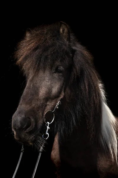 Belo Retrato Poster Cavalo Islandês Escuro Com Som Cor Branca — Fotografia de Stock