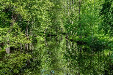 İsveç 'te, durgun ve berrak sulara yansıyan yeşil ağaçlarla dolu yemyeşil bir çevreden geçen bir nehrin güzel yaz manzarası.