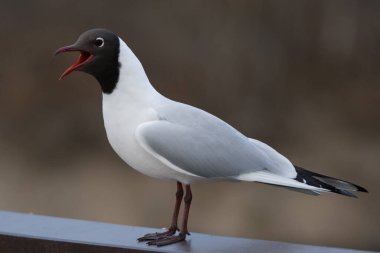 Kahverengi kafalı İsveç martısı ve gagası açık bir şekilde yüksek sesle bağıran kırmızı gagalı.