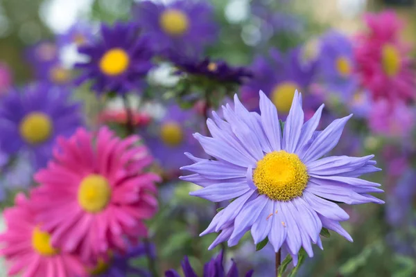 Соцветие Фиолетового Цветка Астера Множеством Других Цветков Мягком Фоне — стоковое фото