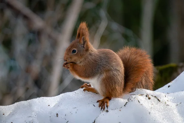 Close Van Een Zeer Schattige Rode Eekhoorn Zitten Een Stapel — Stockfoto