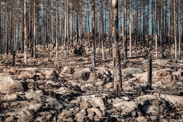 Uitzicht Het Landschap Een Grote Bosbrand Zweden Dode Bomen Rotsen — Stockfoto