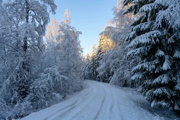 Platteland Weg Langs Een Besneeuwd Bos Zweden Met Een Dikke — Stockfoto