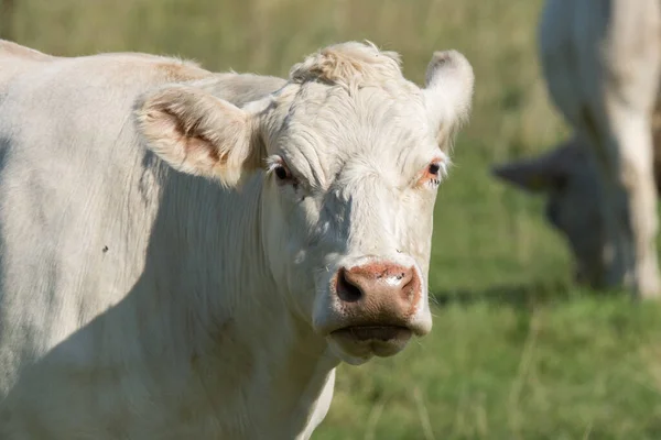 Gros Plan Tête Une Grande Vache Blanche Broutant Dans Champ — Photo