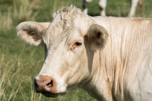 Gros Plan Tête Une Grande Vache Blanche Broutant Dans Champ — Photo