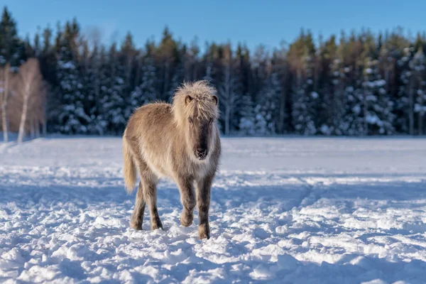 雪に覆われた牧草地や冬の日差しの中でかわいい銀のりんご色のアイスランドの馬の運命 — ストック写真