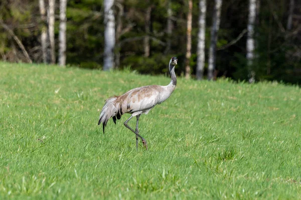 Solo Pájaro Grúa Caminando Solo Campo Hierba Verde Vibrante Luz —  Fotos de Stock