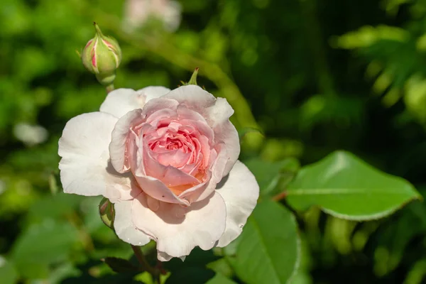 Piękna Składana Różowa Róża Poranną Rosą Jasnym Słońcu Otoczona Zielonymi — Zdjęcie stockowe