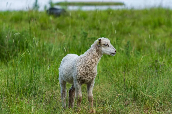 Vista Próxima Único Cordeiro Branco Pasto Verde Exuberante Suécia — Fotografia de Stock