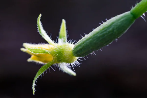Bitkinin Üzerinde Büyüyen Sarı Çiçek Tomurcuğu Olan Küçük Bir Salatalığa — Stok fotoğraf