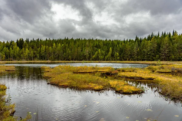 스웨덴에서 막덮힌 과밝은 과푸른 숲으로 덮이려고 호수나 — 스톡 사진