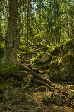 İsveç 'te bir dağa tırmanan, kayaların içinden geçen ve köknar ormanı olan dik bir patikanın altından manzarayı izliyoruz. Yeşil ağaç dallarında parlayan güneş ışığı