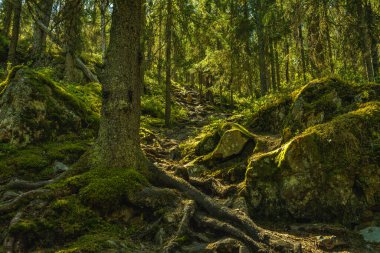 İsveç 'te bir dağa tırmanan, kayaların içinden geçen ve köknar ormanı olan dik bir patikanın altından manzarayı izliyoruz. Yeşil ağaç dallarında parlayan güneş ışığı
