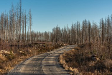 İsveç 'teki büyük bir orman yangınından sonraki felaket görüntüsü. Yanmış ve ölü ağaçlar ormanı geçen küçük toprak bir yol boyunca kuru duruyorlar.