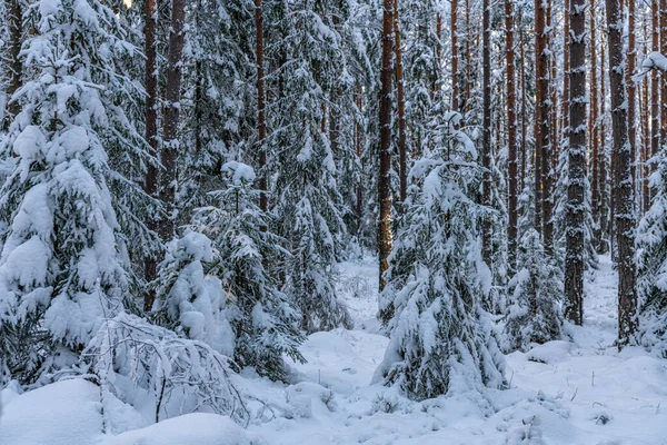 Veerbomen Bedekt Met Sneeuw Een Prachtig Dennen Sparrenbos Zweden — Stockfoto