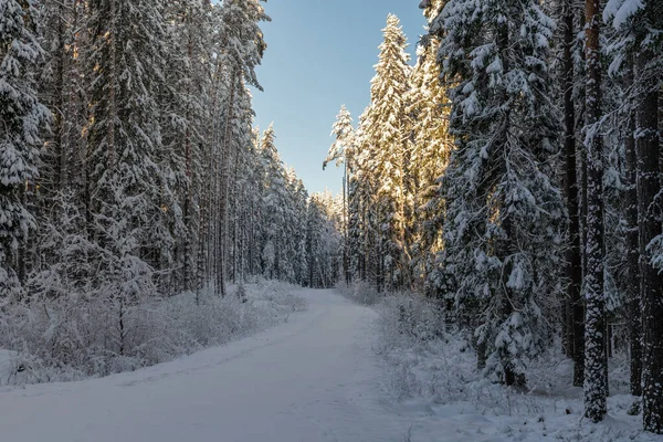 Estrada Campo Passando Por Uma Floresta Coberta Neve Suécia Com — Fotografia de Stock