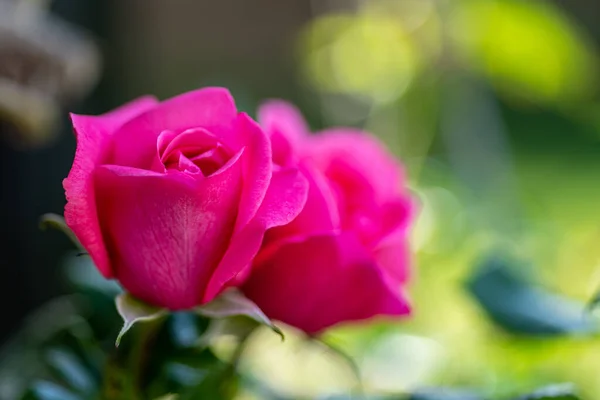 Miękkie Gładkie Zbliżenie Dwóch Różowych Róż Które Wkrótce Się Rozwiną — Zdjęcie stockowe