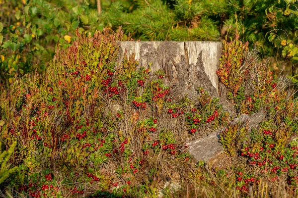 Muchas Plantas Bayas Lingon Llenas Bayas Creciendo Alrededor Tronco Árbol — Foto de Stock