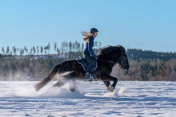 雪に覆われたフィールドで彼女の暗いアイスランドの馬に乗ってスウェーデンの若い女性の日当たりの良いビュー 明るい冬の日差しと雪の輝くスプレーで — ストック写真