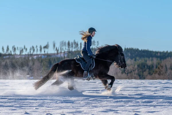 Vista Soleada Una Joven Sueca Montando Oscuro Caballo Islandés Campo — Foto de Stock