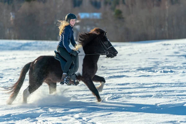 Sunny view of a Swedish young woman riding her dark Icelandic horse in a snow covered field. In bright winter sunlight and glittering cascades or spray of snow