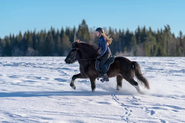 雪に覆われたフィールドで彼女の暗いアイスランドの馬に乗ってスウェーデンの若い女性の日当たりの良いビュー 明るい冬の日差しと輝くカスケードや雪のスプレーで — ストック写真