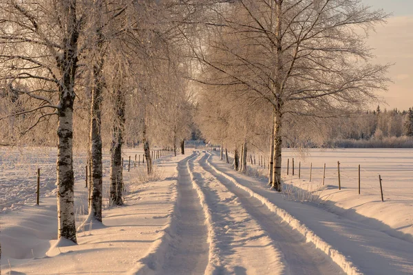 Небольшая Сельская Дорога Проезжающая Ряд Покрытых Морозом Берез Солнечного Света — стоковое фото