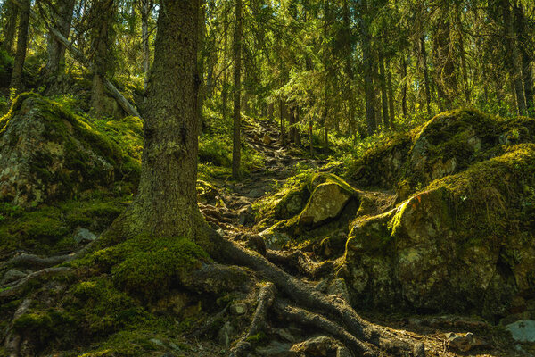 Вид снизу очень крутой пешеходной тропы вверх по горе в Швеции, проходящей через скалы и дикие растущие еловые леса. Солнечный свет, сияющий сквозь ветви зеленого дерева