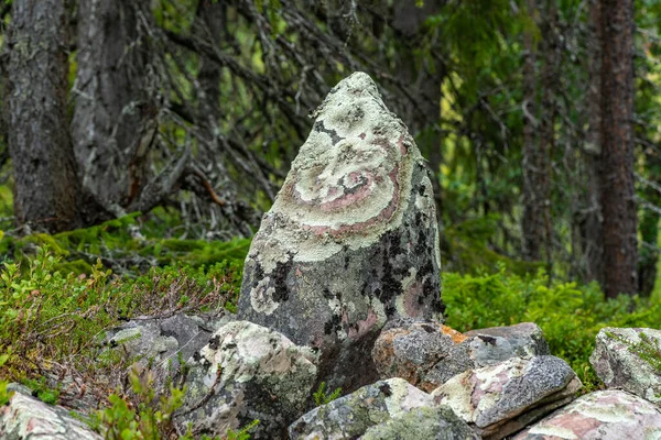 Skupina Kamenů Lese Pokrytá Lišejníkem Abstraktních Obrazcích — Stock fotografie