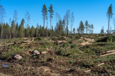 İsveç 'in korkunç görünümlü ormansızlaşma bölgesinde, yerde yatan kereste, ağaç gövdesi ve dallarla ilkbahar güneşinde ve mavi gökyüzünde yeni kesilmiş orman.