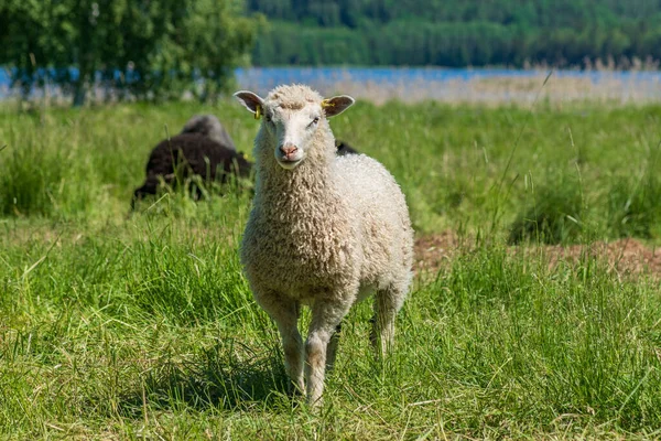 Édes Fehér Juhok Áll Egy Buja Zöld Mező Nyári Napsütésben — Stock Fotó