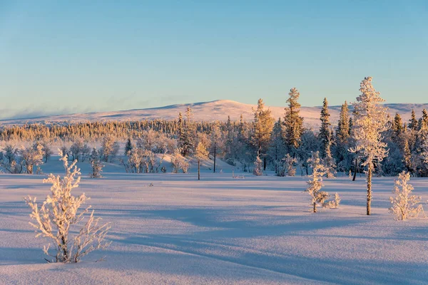 Prachtig Uitzicht Top Van Een Zweedse Berg Bij Boomgrens Prachtig — Stockfoto