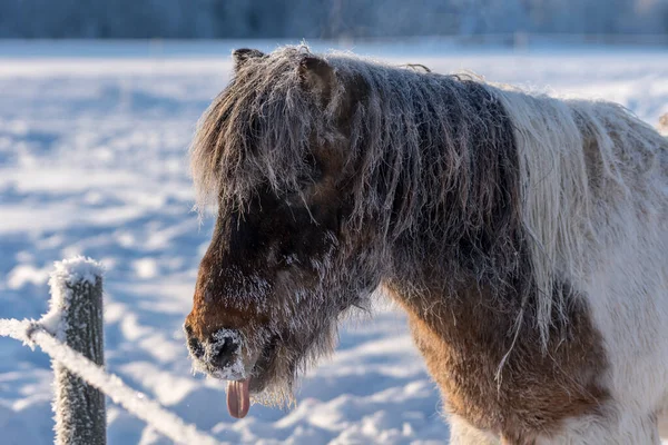 Pinto Colorido Cavalo Islandês Congelamento Tempo Inverno Ensolarado Cavalo Muito — Fotografia de Stock