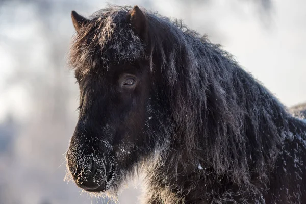 Black Icelandic Horse Freezing Winter Time Sunshine Very Tough Rugged — Stockfoto