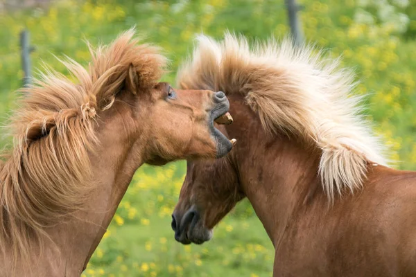 Dwa Kasztanowate Islandzkie Konie Walczące Hierarchię Jeden Nich Szeroko Otwartymi — Zdjęcie stockowe