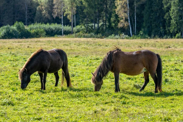 两只棕色的冰岛马在夏日的阳光下 在户外的绿色牧场上吃草 — 图库照片