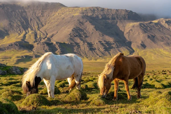 Кілька Ісландських Коней Білих Коричневих Пасуться Зеленому Полі Біля Гірського — стокове фото