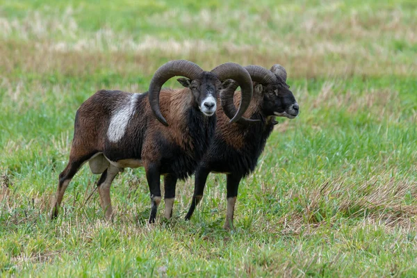 Duas Ovelhas Mouflon Com Chifres Curvos Muito Grandes Campo Verde — Fotografia de Stock