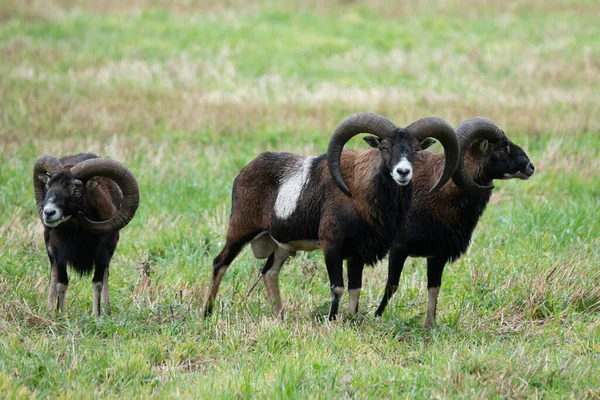 Três Ovelhas Macho Mouflon Com Chifres Curvos Muito Grandes Pastando — Fotografia de Stock