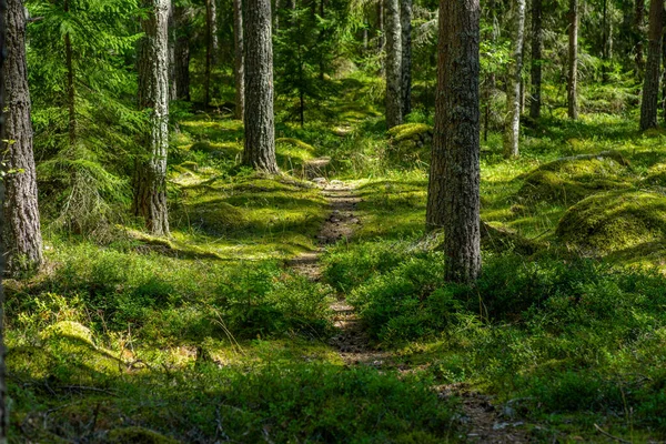 Vista Verano Pequeño Sendero Que Pasa Través Frondoso Bosque Pinos —  Fotos de Stock