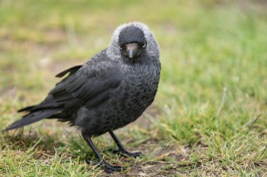 Genç siyah karga, yeşil çimlerin üzerinde oturuyor. Kafası kameraya dönük.
