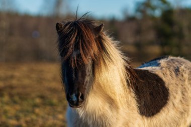 Tatlı siyah beyaz ya da pinto renkli İzlanda at tayı sarı akşam güneşi altında parıldayan yeleli.